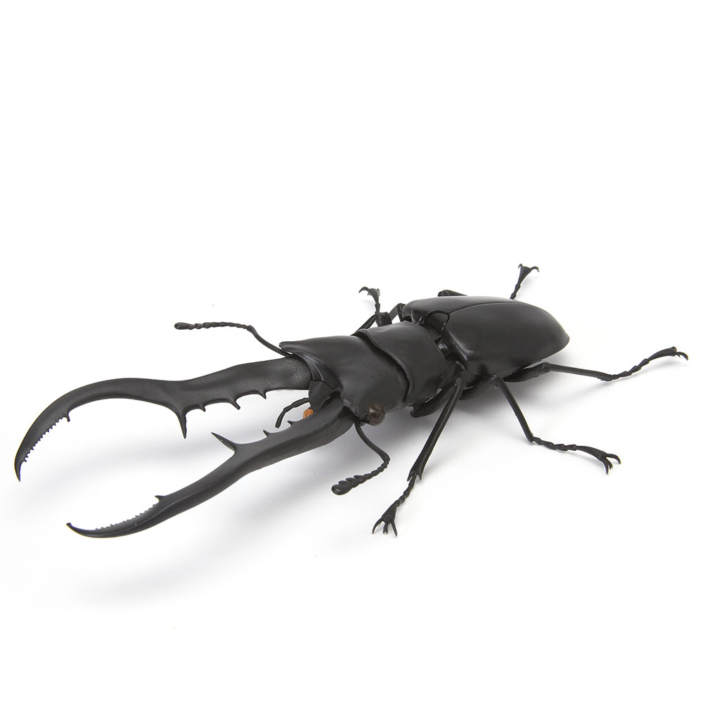 Beetle 3.jpg