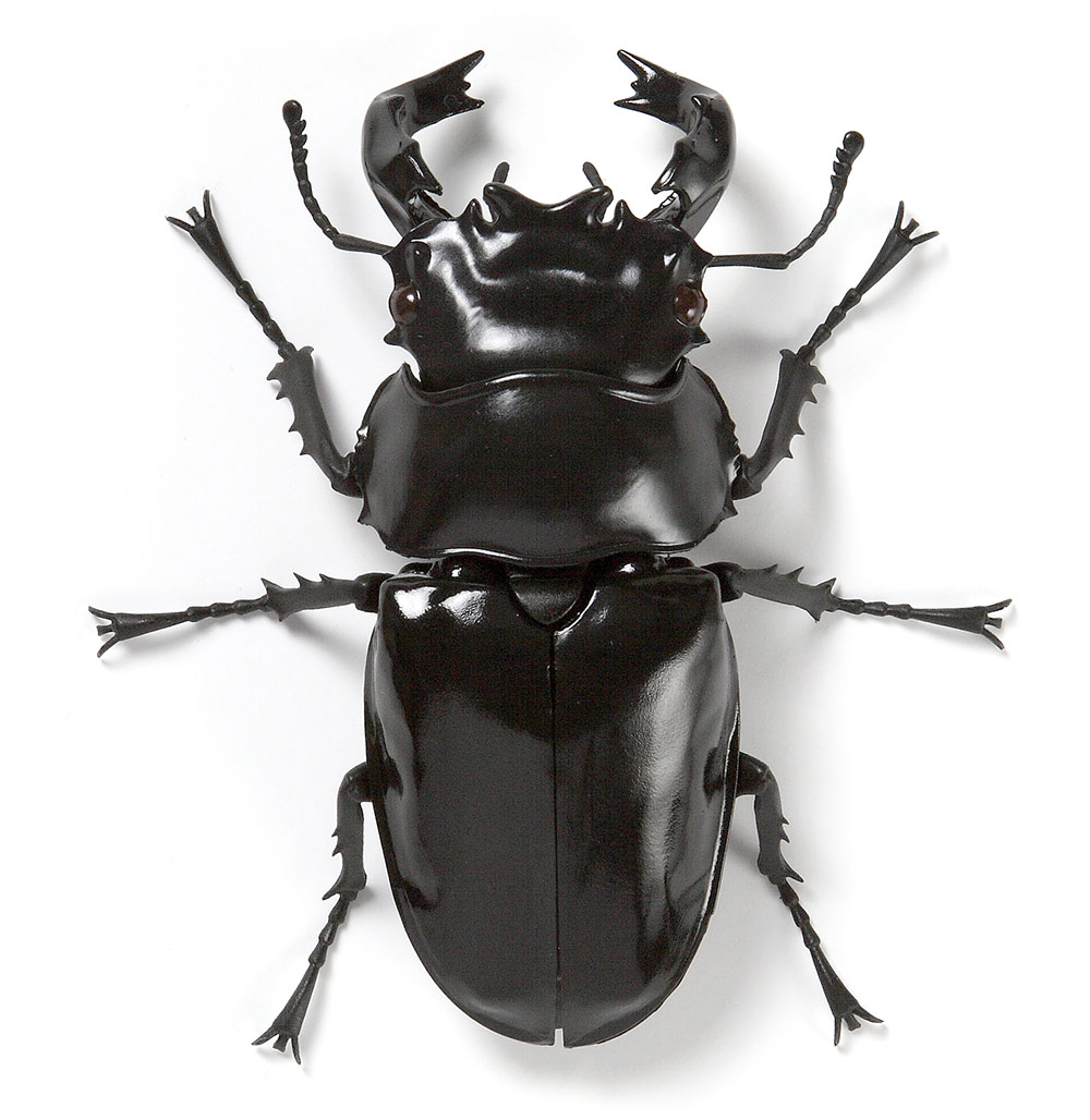 Beetle 8.jpg