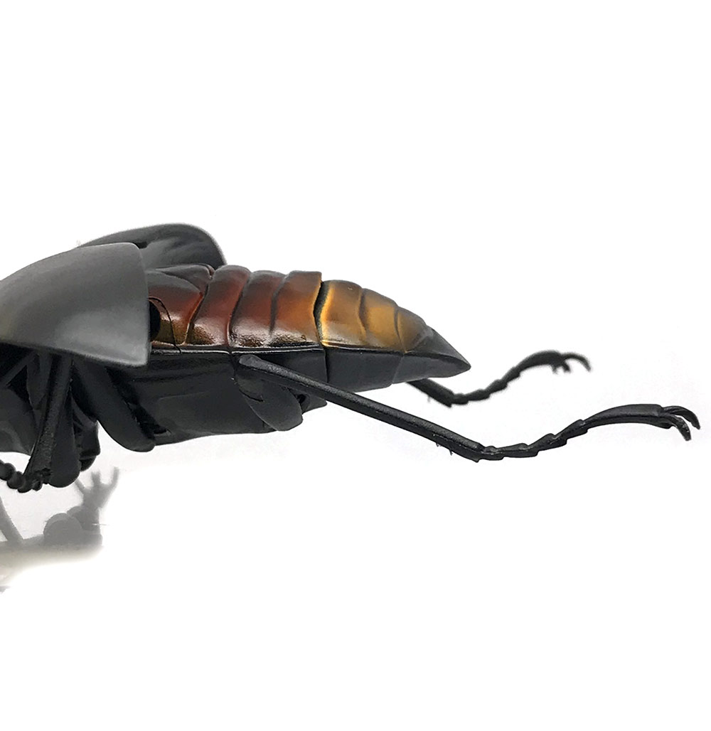 Beetle 14.jpg