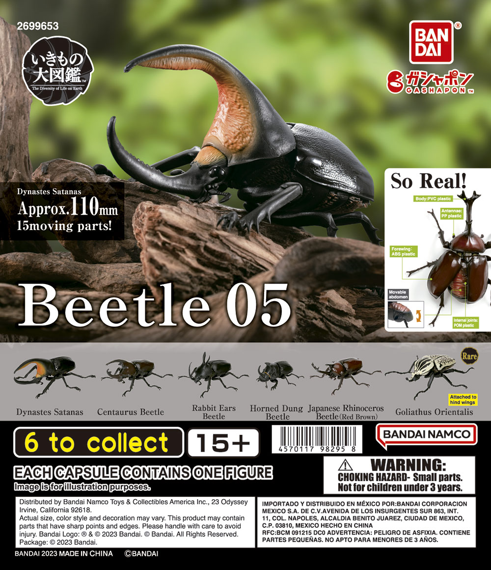 Beetles 05