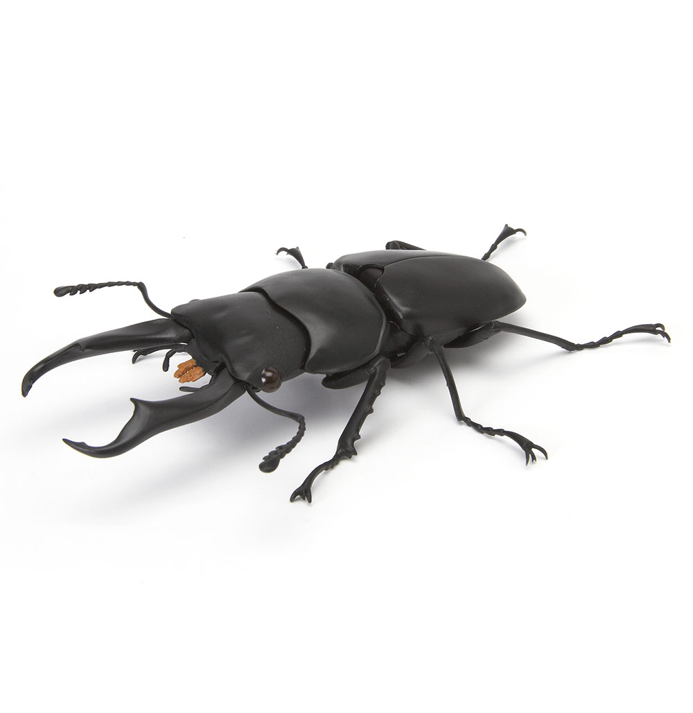 Beetle 4.jpg
