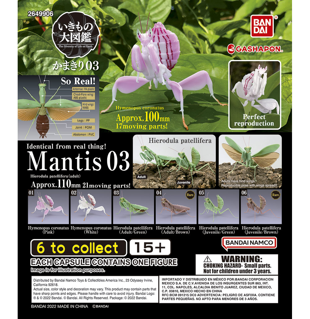Mantis 1.jpg