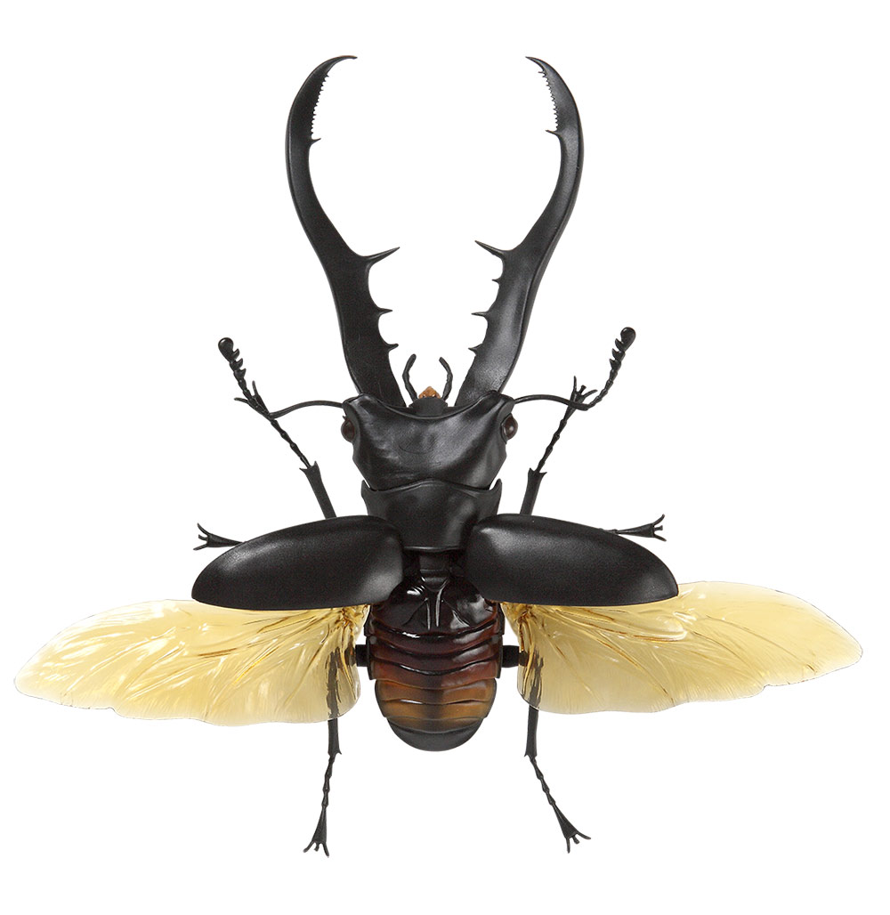 Beetle 2.jpg