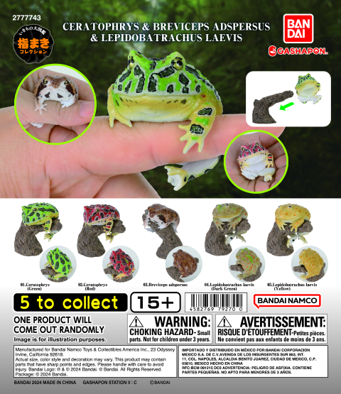 Ceratophrys & Breviceps Adspersus & Lepidobatrachus Laevis