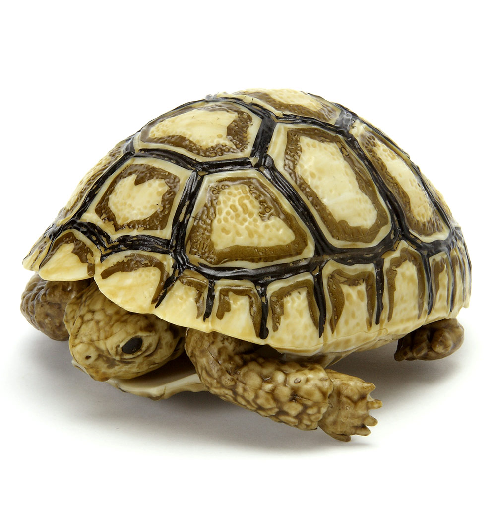 Turtle 2.jpg
