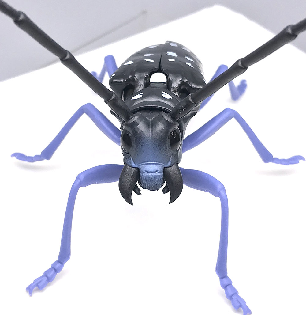Beetle 5.jpg