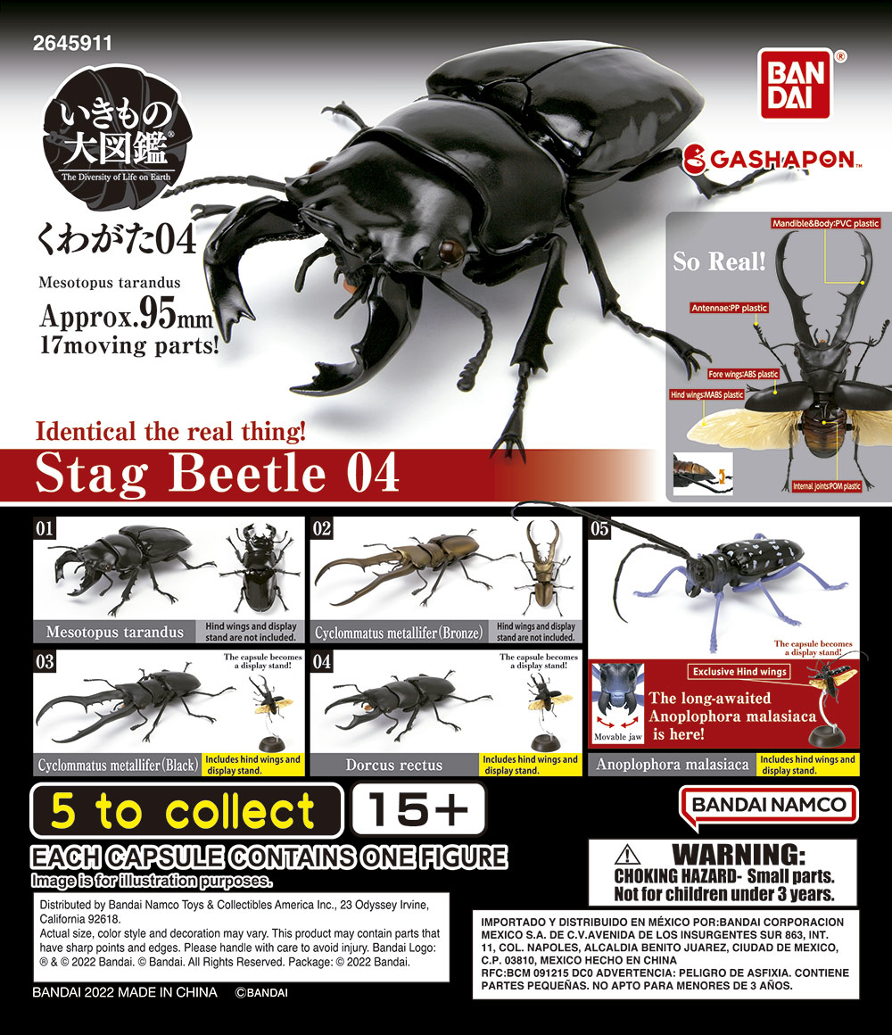 Beetle 4