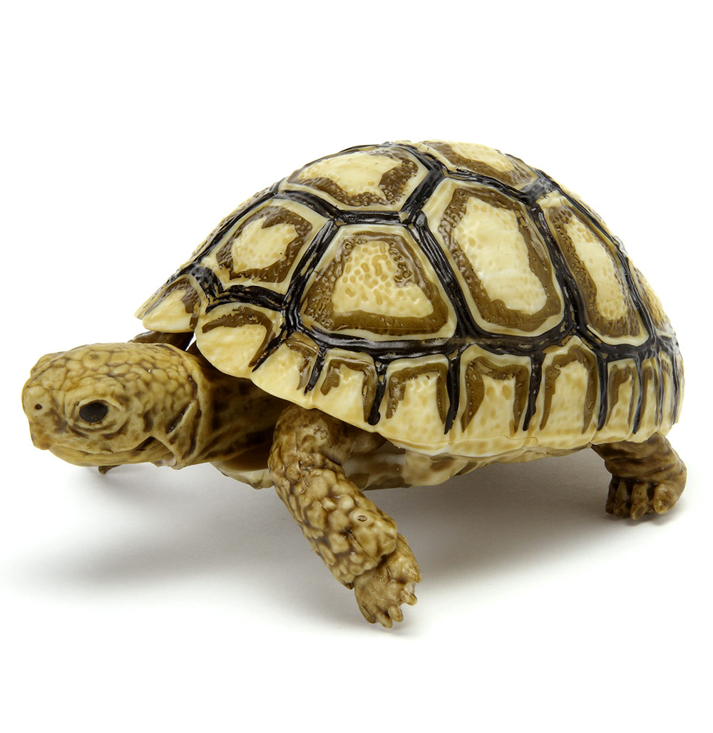 Turtle 5.jpg
