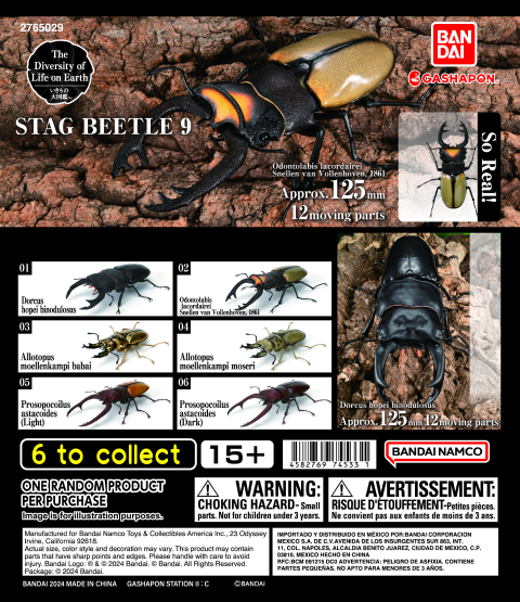 THE DIVERSITY OF LIFE ON EARTH STAG BEETLE 9