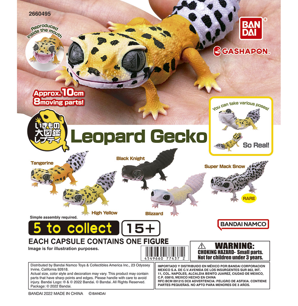 Leopard Gecko 1.jpg