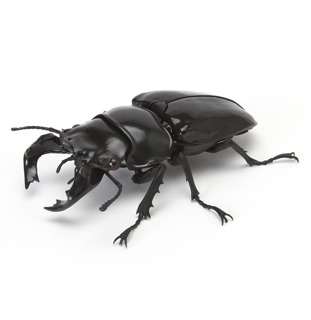 Beetle 9.jpg