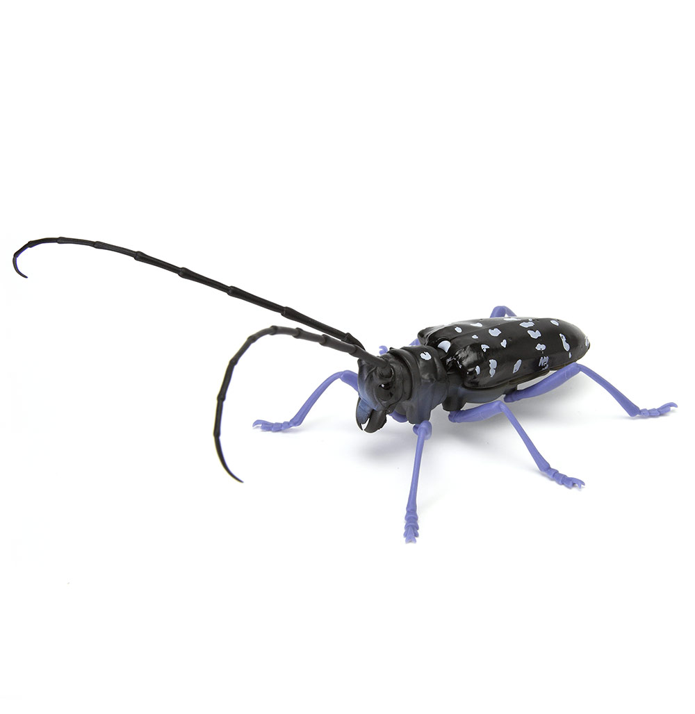 Beetle 6.jpg