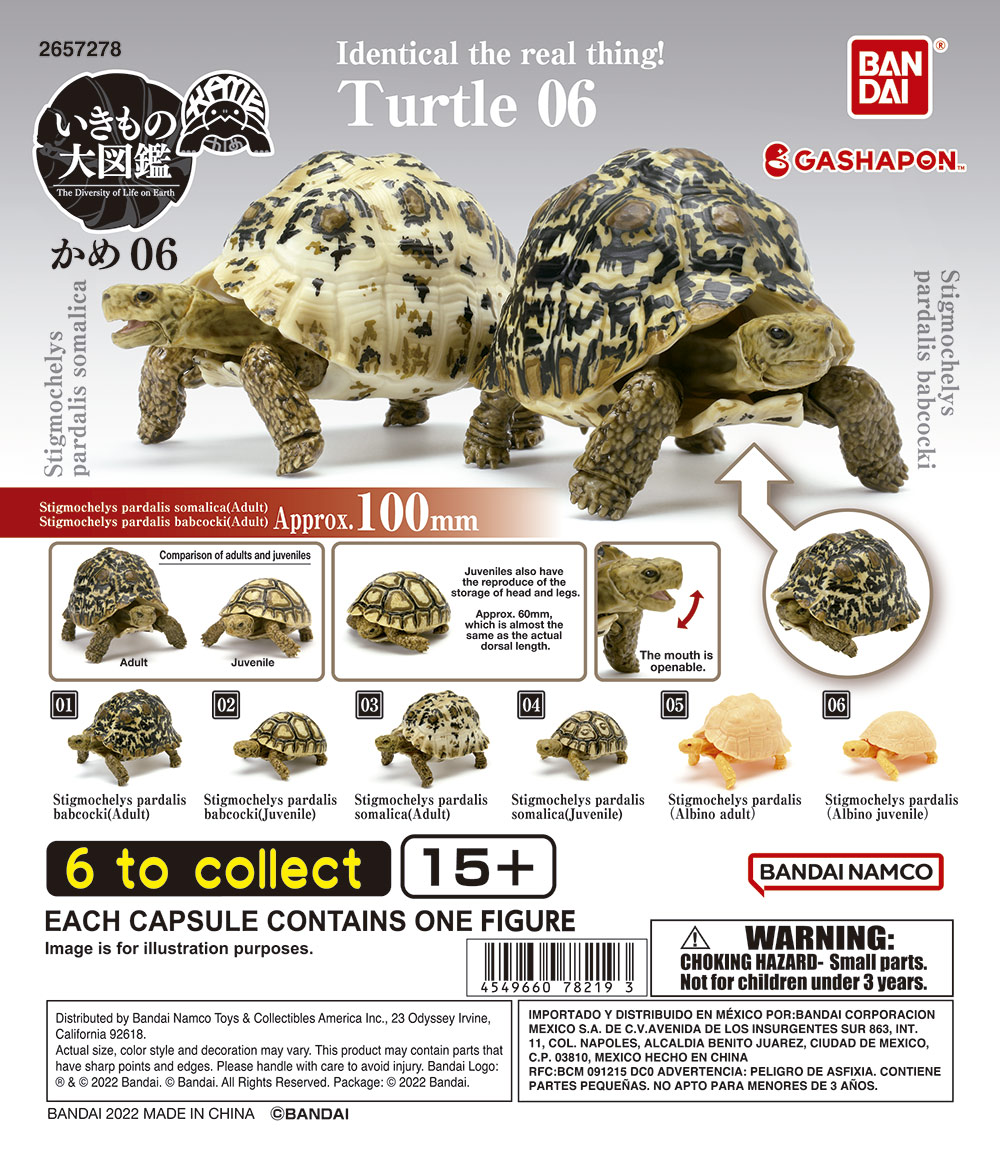 Turtle 06