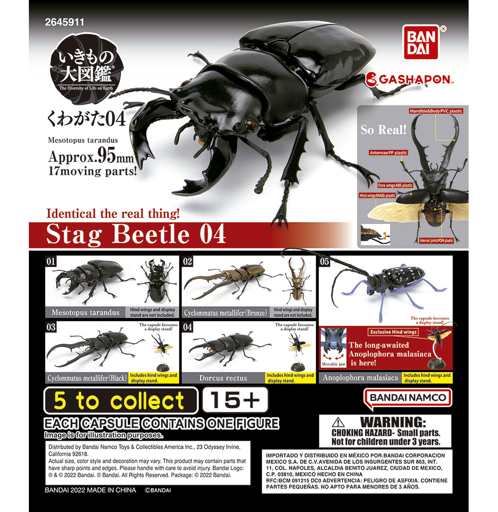 Beetle 1.jpg
